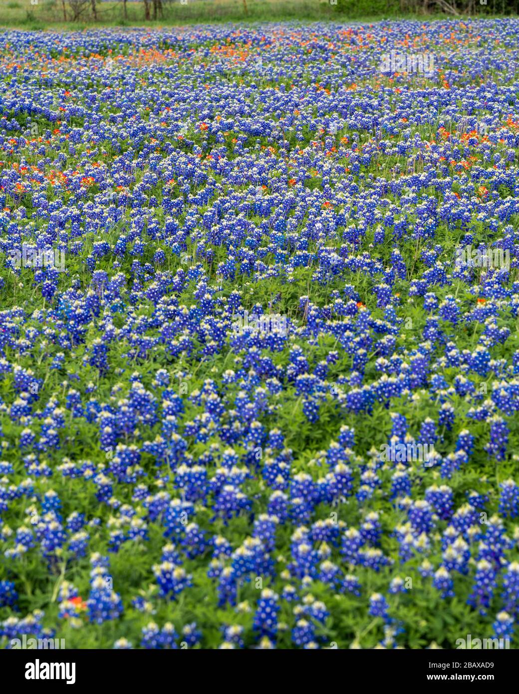 Bonnets With Flowers High Resolution Stock Photography And Images Alamy