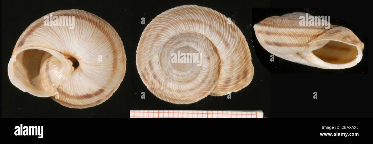 'English: Photo of shells of Iberus marmoratus rositai. Scale in mm. Locality: Spain: Sierra Torcal near Málaga. Date: 1991.; August 2007; http://www.animalbase.uni-goettingen.de/zooweb/servlet/AnimalBase/home/picture?id=3930 (Accessed 28 June 2009); Francisco Welter Schultes; ' Stock Photo