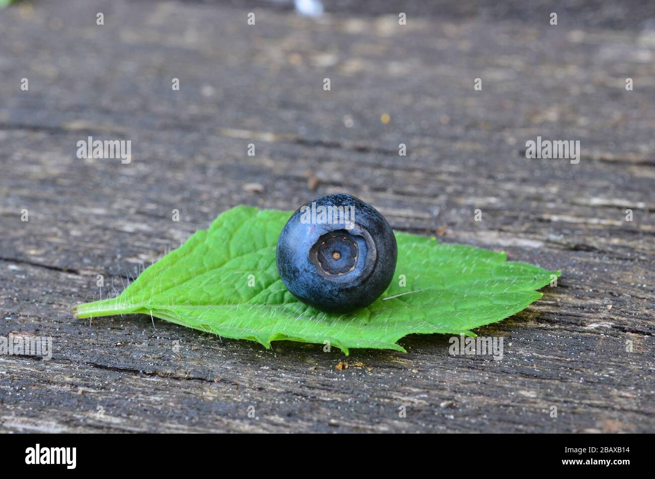 One single blueberry and  lemon balm leaf on old oak teble, macro shot Stock Photo