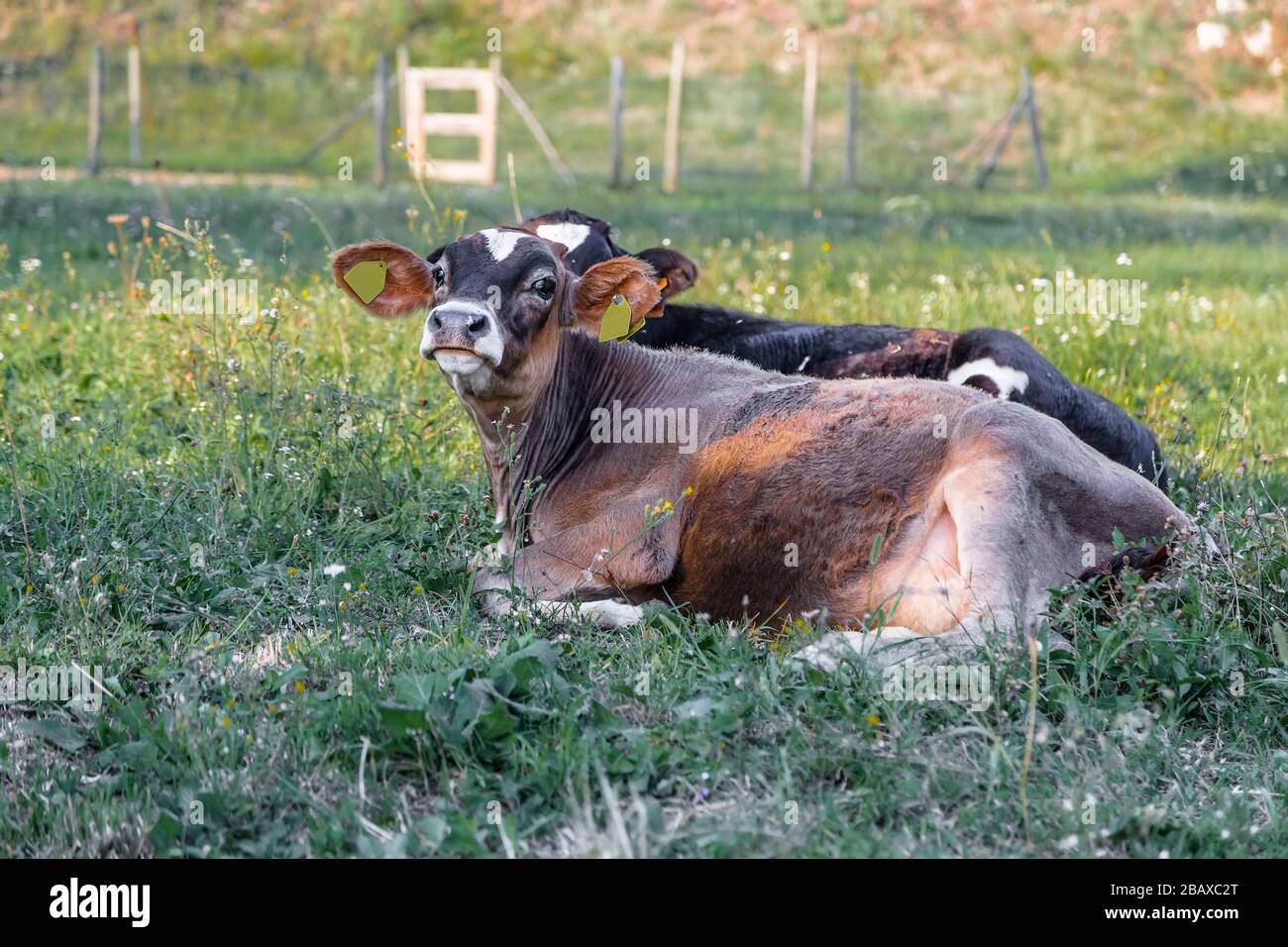Young cows with tags in their ears lie in a meadow Stock Photo