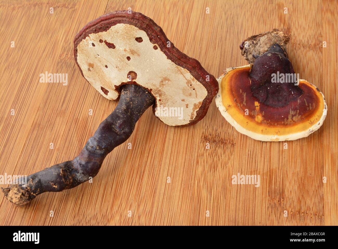 Two Danoderma lucidum or Reishi mushrooms on bamboo wooden table, ready for curative drink preparation Stock Photo