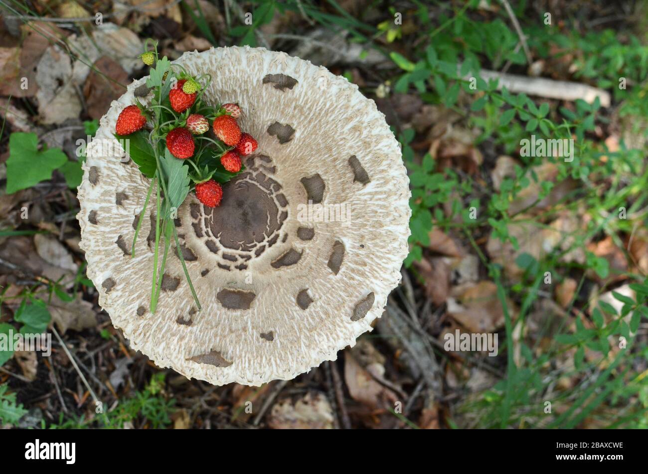 Bunch of wild strawberries on Macrolepiota procera or Parasol mushroom in natural habitat, view from above Stock Photo