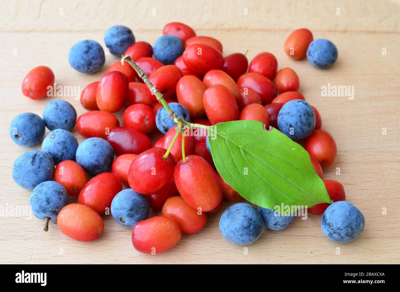 Cornelian cherries or Cornus mas and sloes or Prunus spinosa, mixed on the table, view from above Stock Photo
