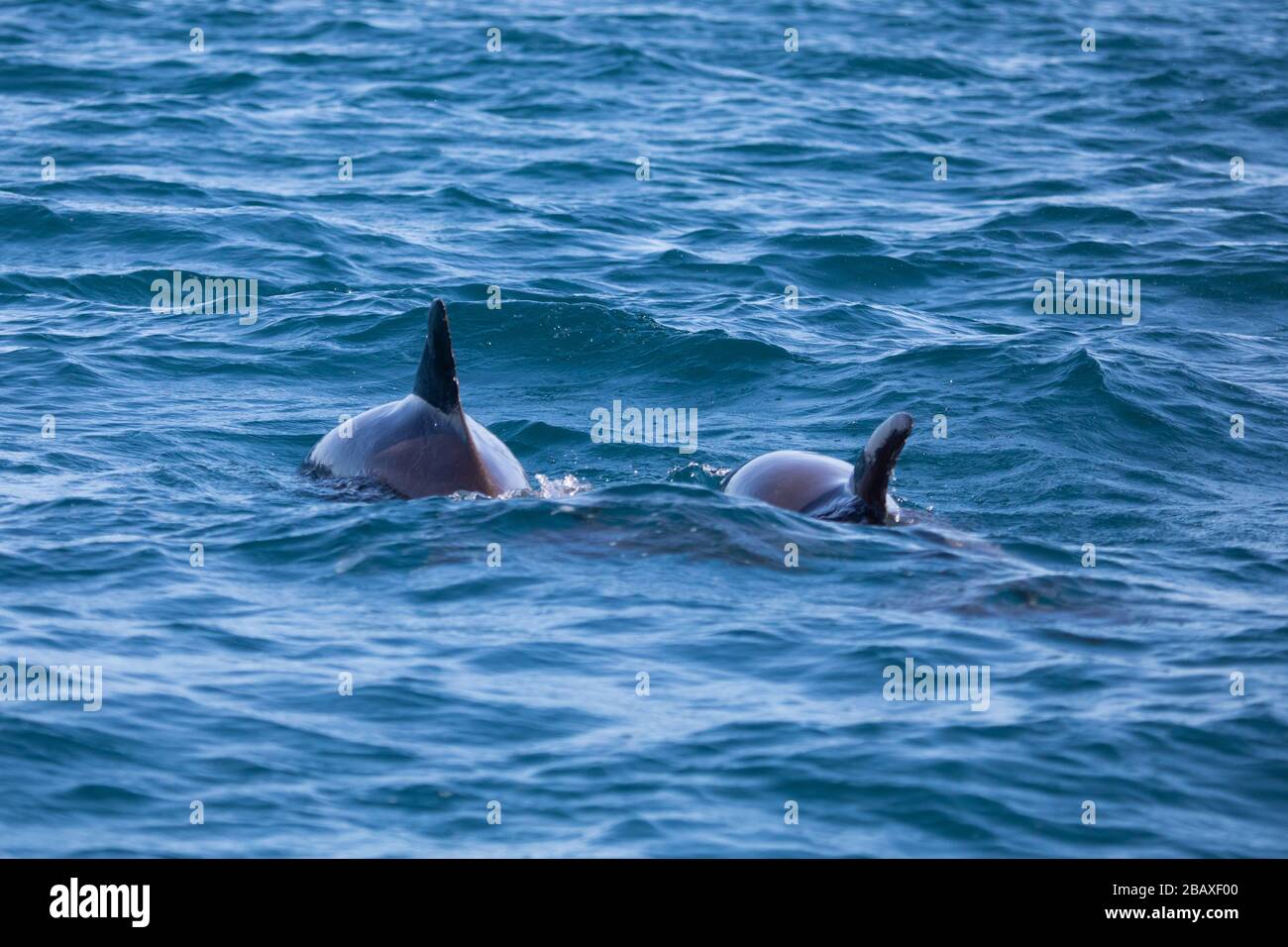 Two backs of Bottlenose dolphin in the blue Cortez sea Stock Photo