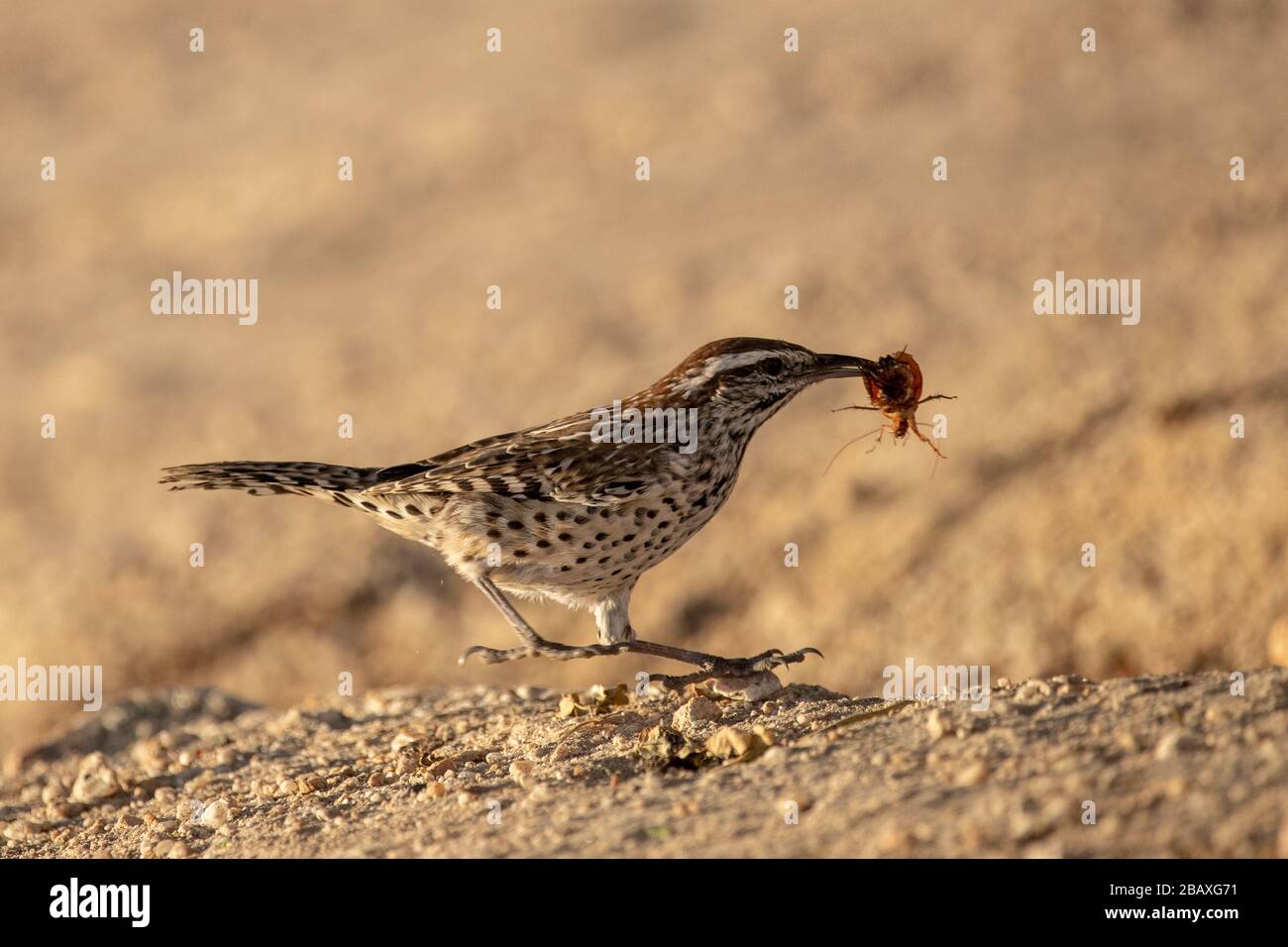 Fast Cactus Wren (Campylorhynchus brunneicapillus) hunting Stock Photo