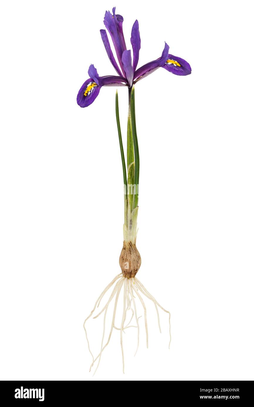 Violet flower of iris, lat. iris reticulata, with bulb and roots ...