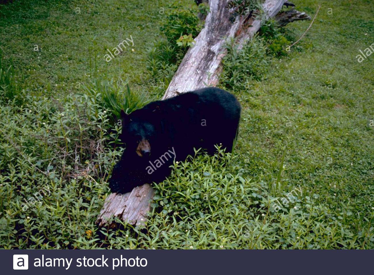 Black Bears Title