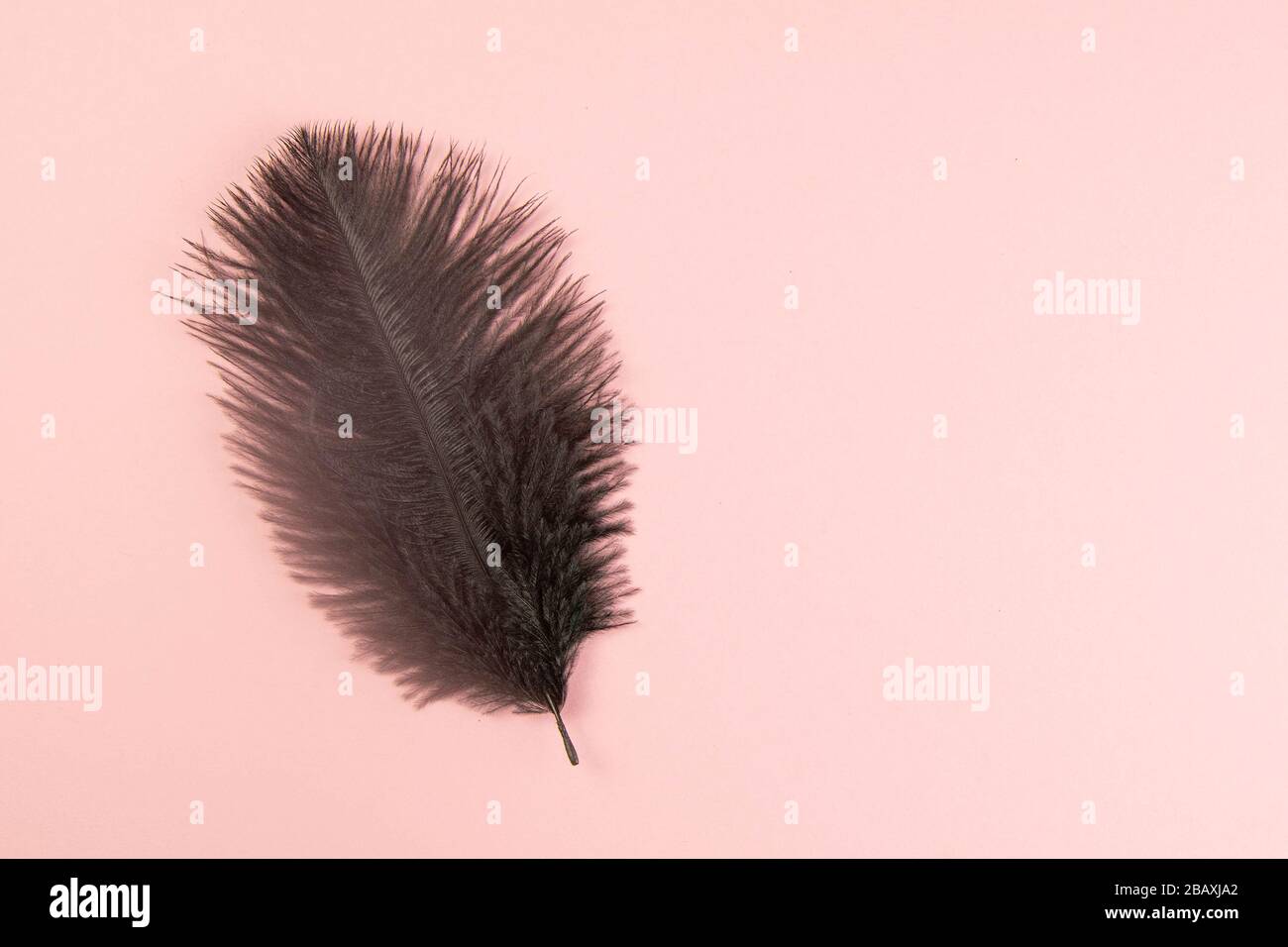 Beautiful black feather on pinc background Stock Photo