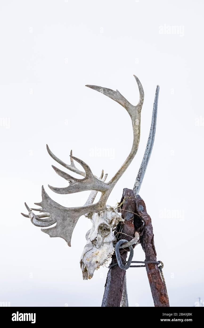 Migratory Woodland Caribou, Rangifer tarandus caribou, skull and antlers in  Joe Batt's Arm on Fogo Island, Newfoundland, Canada [No property release  Stock Photo - Alamy