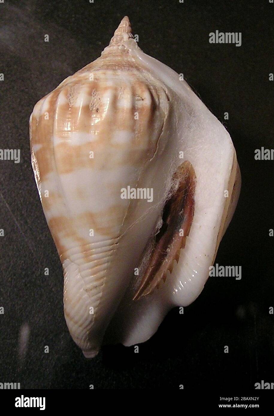 True Conch High Resolution Stock Photography and Images - Alamy