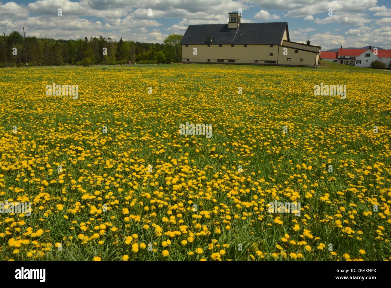yellow barn yellow field Stock Photo - Alamy