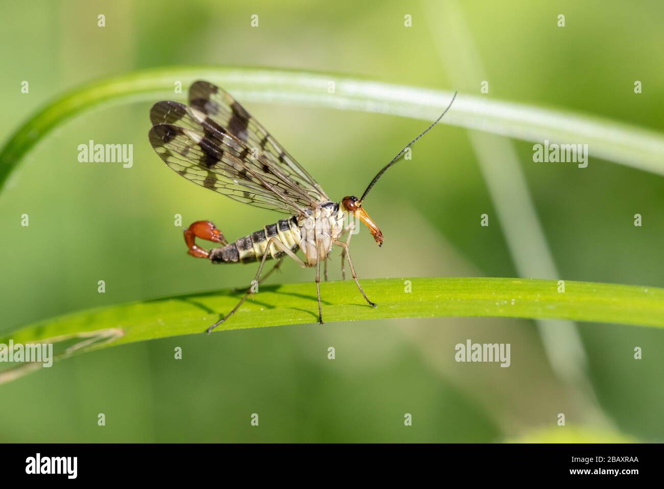 Male common scorpionfly (Panorpa communis) resting on a leaf Stock Photo