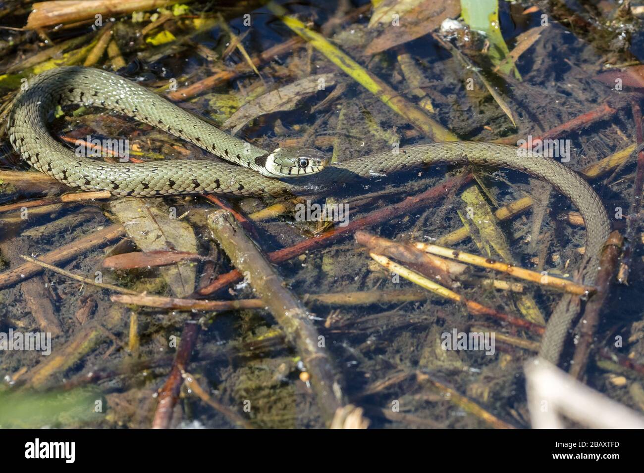Grass snake (Natrix natrix) in its natural habitat on the shore of a lake Stock Photo