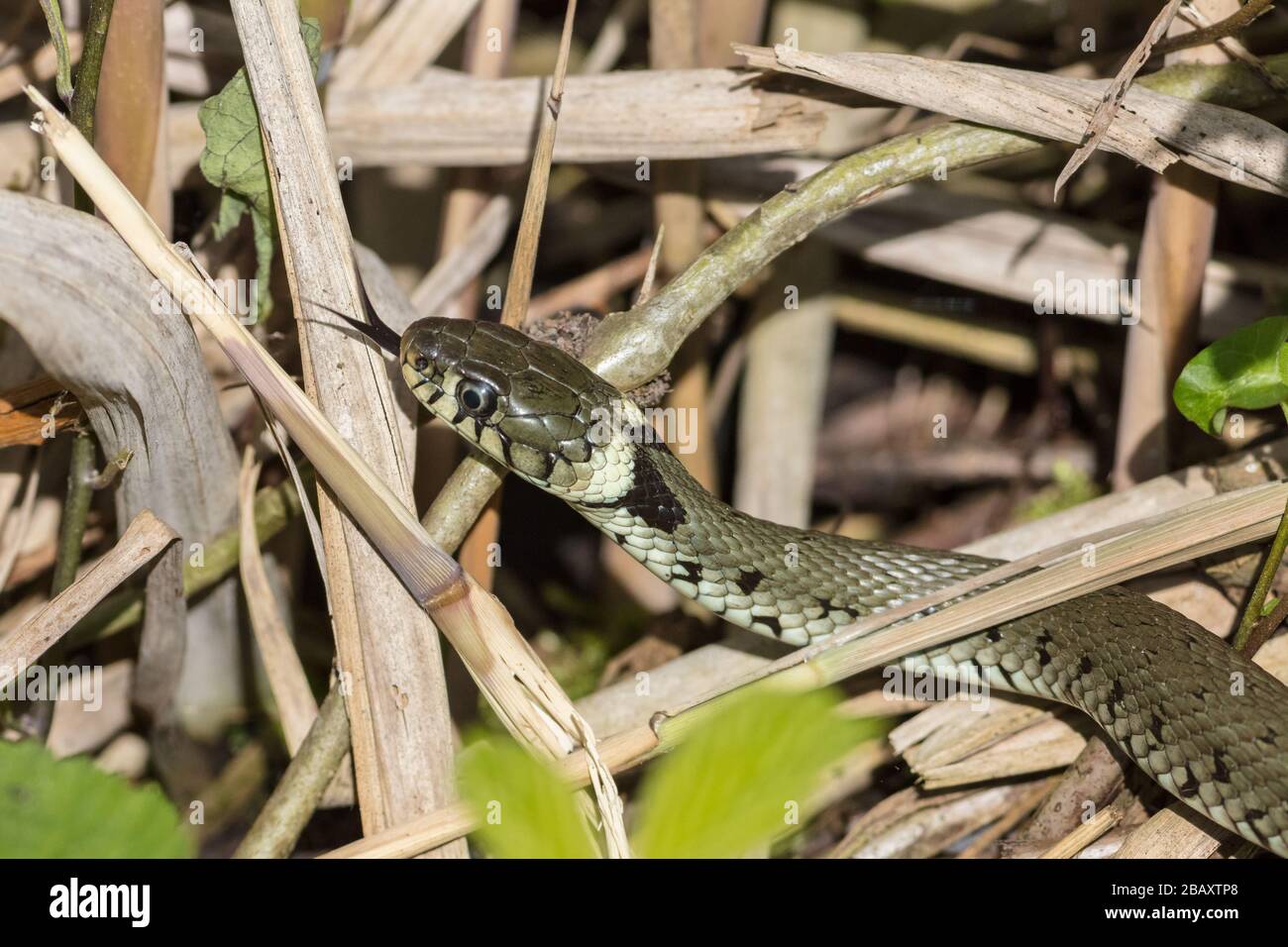 Grass snake (Natrix natrix) in its natural habitat on the shore of a lake Stock Photo