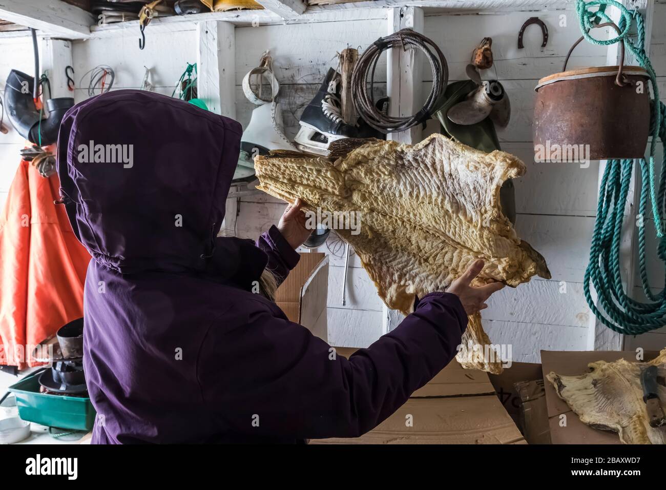 Karen Rentz holding up a dried and salted Codfish in the stage belonging to Desmond Adams in Joe Batt's Arm on Fogo Island, Newfoundland, Canada [No p Stock Photo