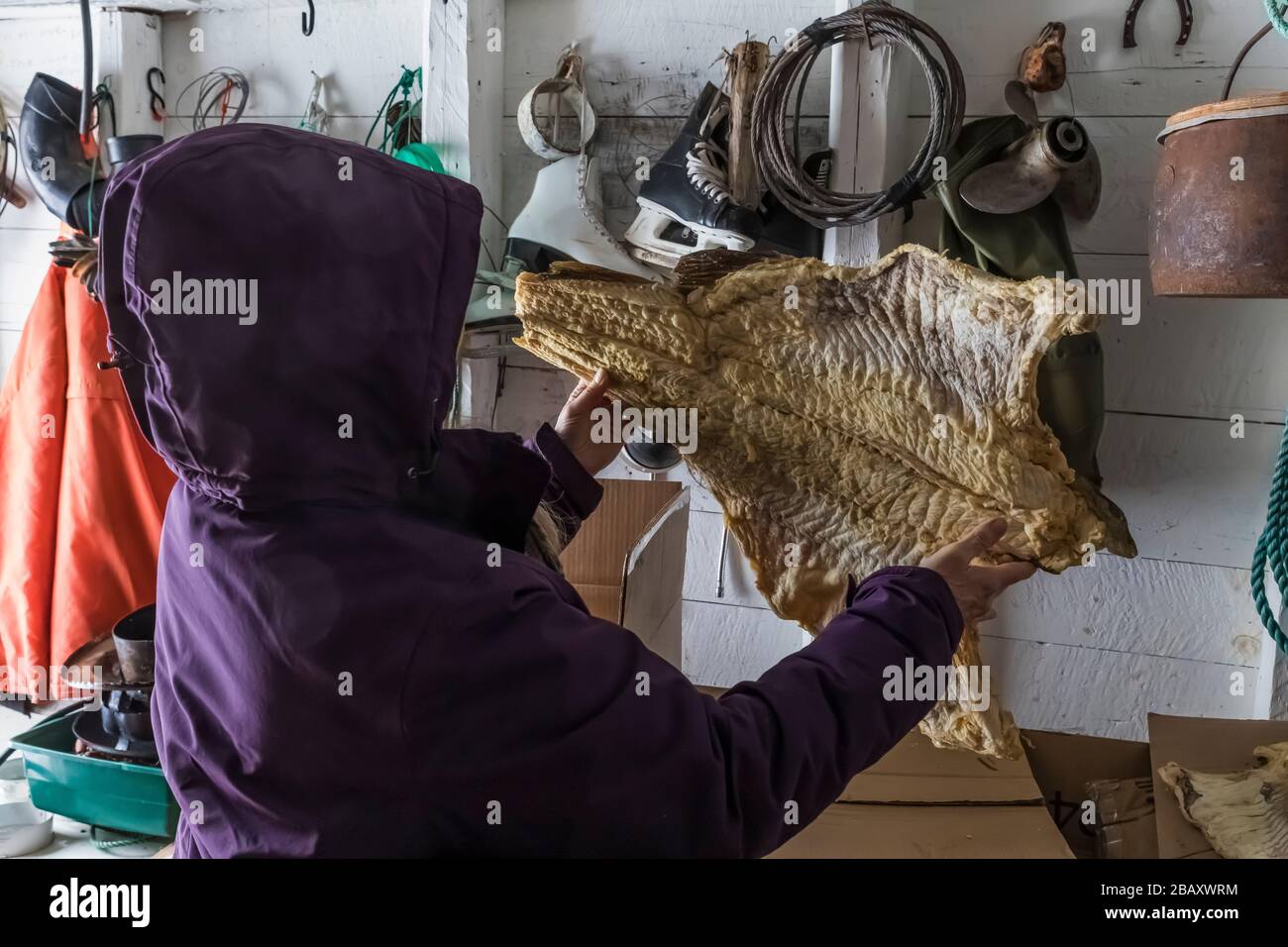 Salt cod drying newfoundland hires stock photography and images Alamy