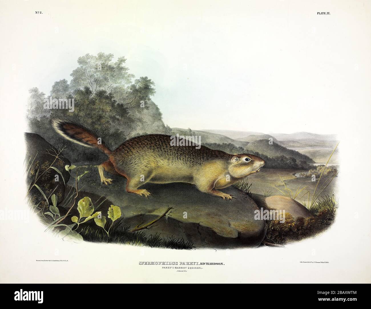 Plate 9 Parry's Marmot Squirrel (Arctic Ground Squirrel) The Viviparous Quadrupeds of North America, John James Audubon, Very high resolution and qual Stock Photo