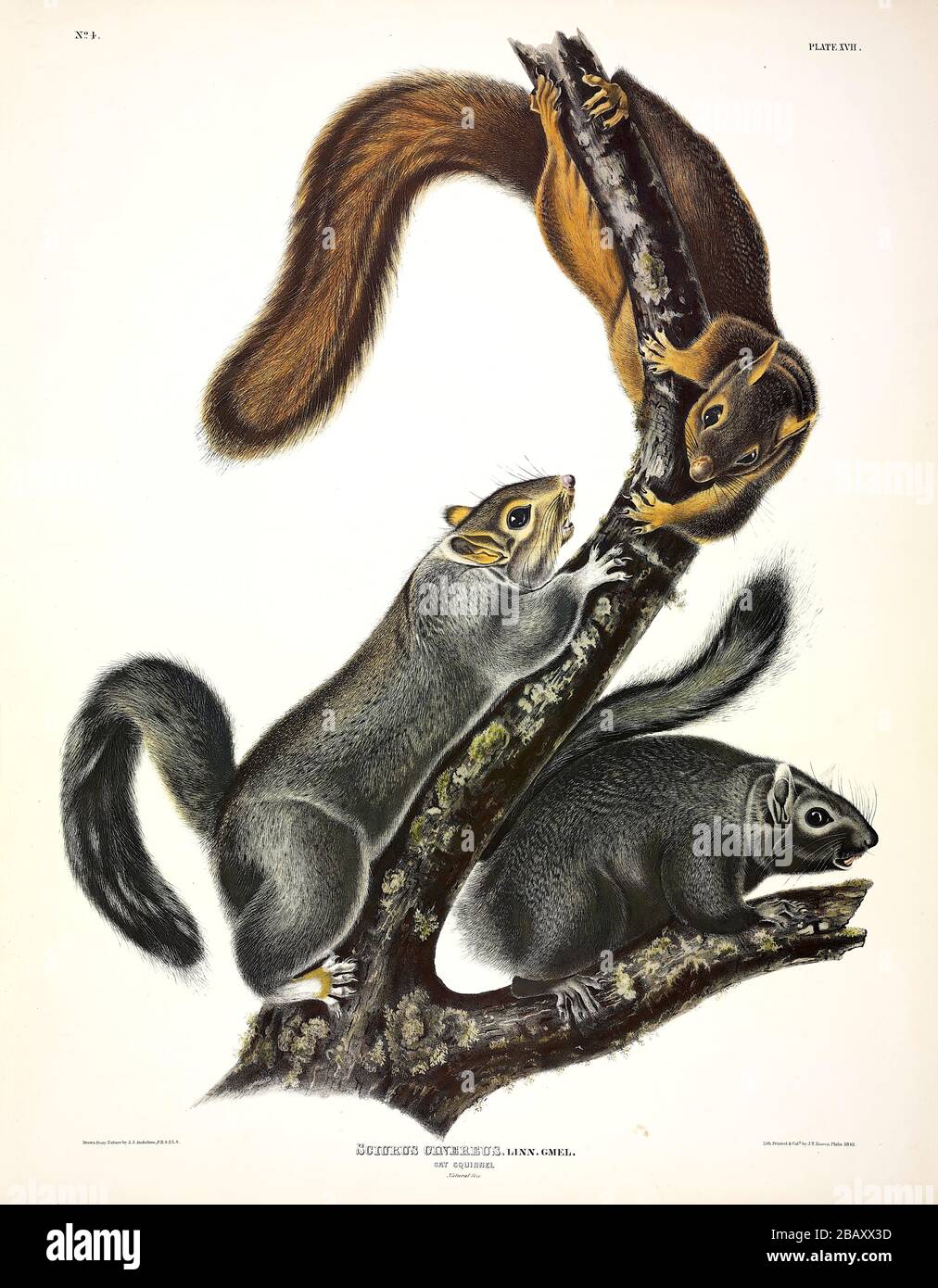 Plate 17 Cat Squirrel (Bryant's Fox Squirrel) The Viviparous Quadrupeds of North America John James Audubon, Very high resolution quality edited image Stock Photo