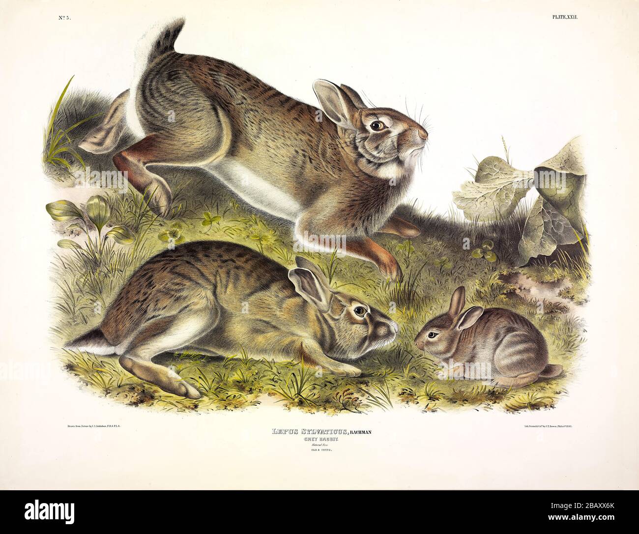 Plate 22 Grey Rabbit (Eastern Cottontail) The Viviparous Quadrupeds of North America John James Audubon, Very high resolution and quality edited image Stock Photo