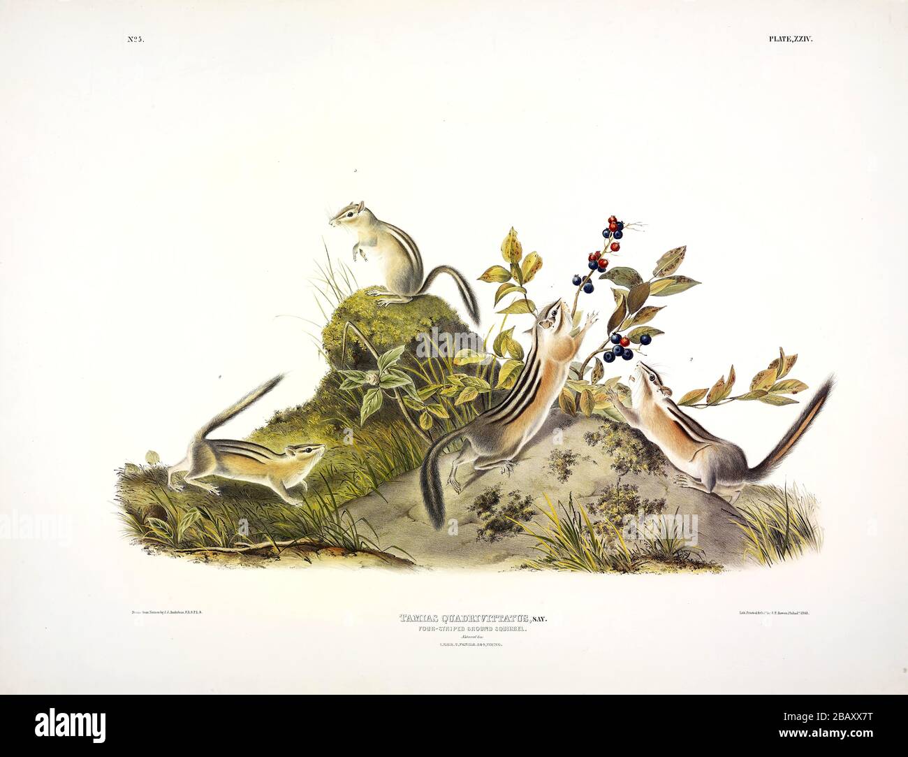 Plate 24 Four-striped Ground Squirrel (Colorado Chipmunk) The Viviparous Quadrupeds of North America, John James Audubon, Very high resolution image Stock Photo