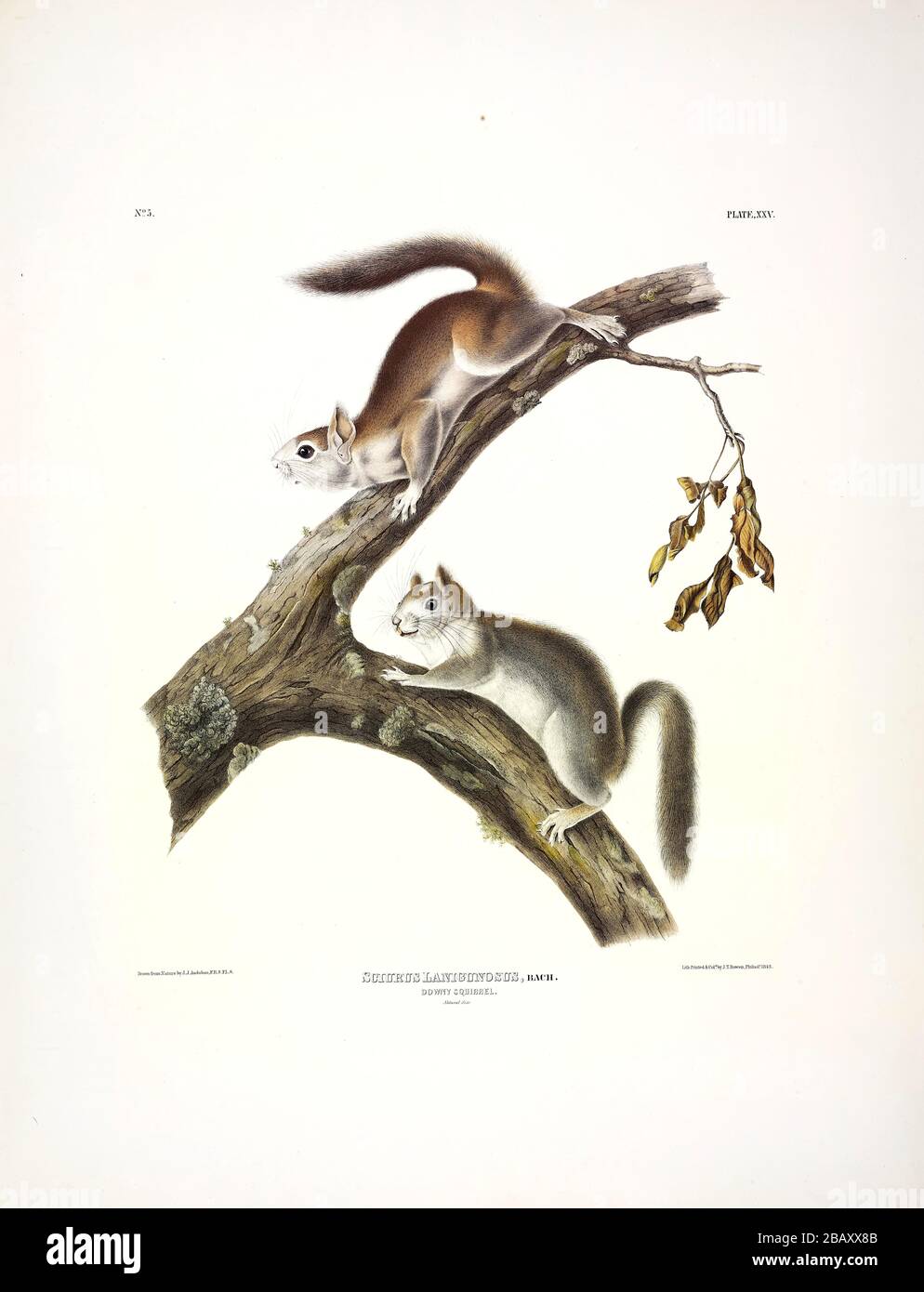 Plate 25 Downy Squirrel (American Red Squirrel) The Viviparous Quadrupeds of North America, John James Audubon, Very high resolution and quality image Stock Photo