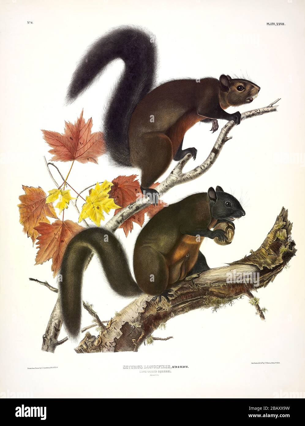 Long-haired Squirrel (Sciurus Longipilis) The Viviparous Quadrupeds of North America John James Audubon, Very high resolution and quality edited image Stock Photo