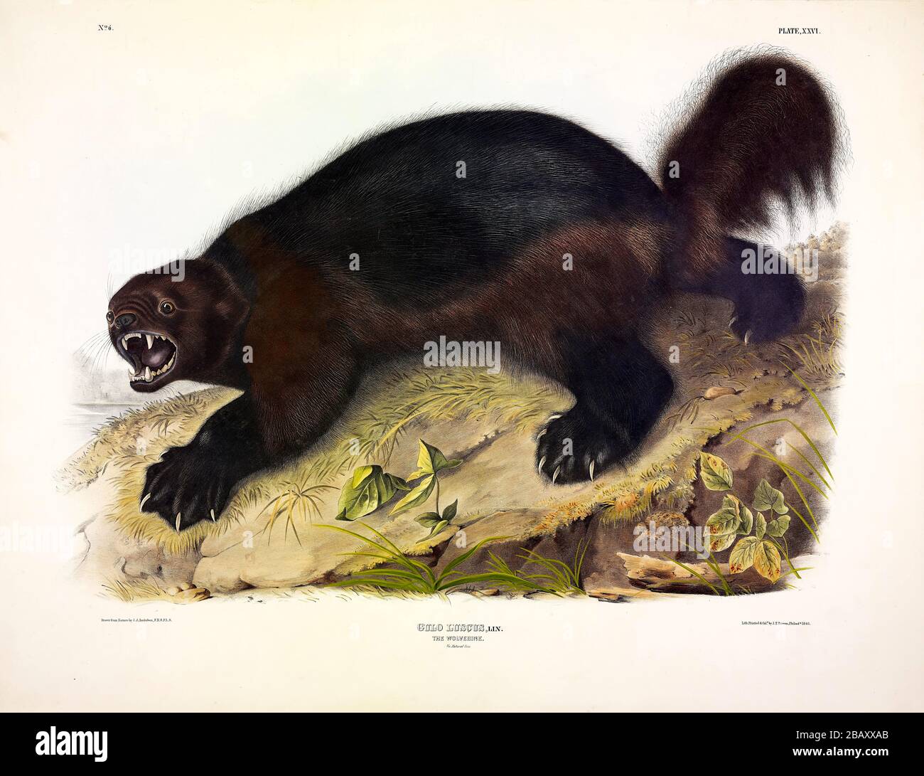 Plate 26 Wolverine (Gulo Luscus) from The Viviparous Quadrupeds of North America, John James Audubon, Very high resolution and quality edited image Stock Photo