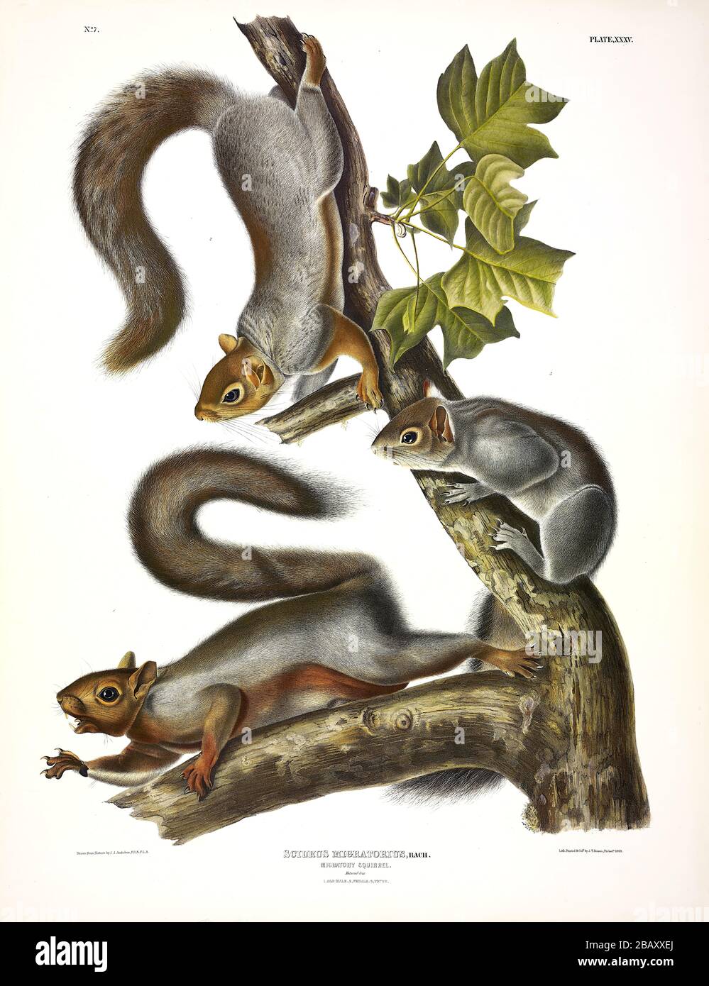 Plate 35 Migratory Squirrel (Eastern Gray Squirrel) The Viviparous Quadrupeds of North America, John James Audubon, Very high resolution quality image Stock Photo