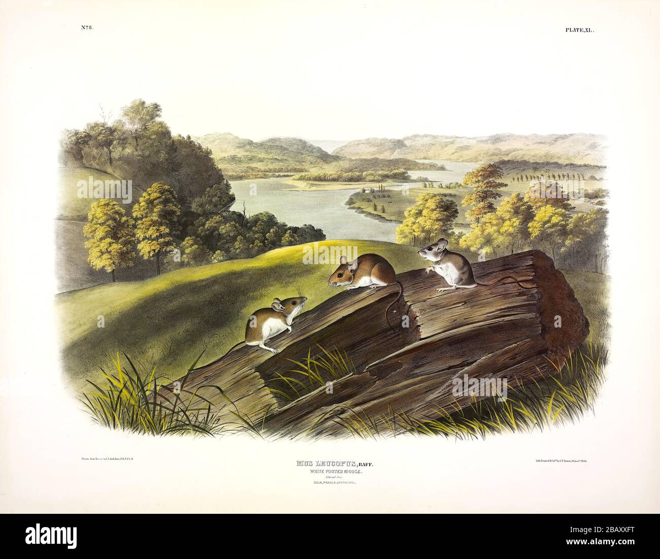Plate 40 White-footed Mouse (Mus Leucopus) The Viviparous Quadrupeds of North America John James Audubon Very high resolution and quality edited image Stock Photo
