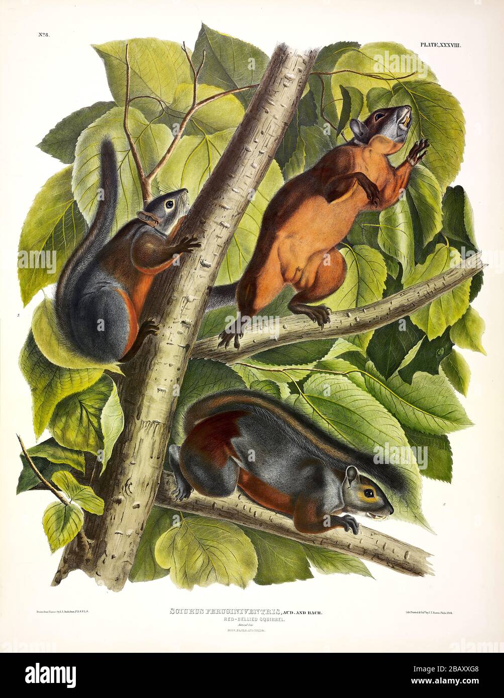Plate 38 Red-bellied Squirrel (Mexican Gray Squirrel) The Viviparous Quadrupeds of North America John James Audubon, High resolution and quality image Stock Photo