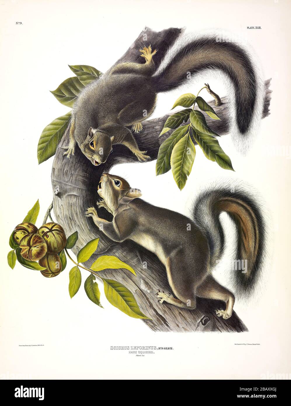 Plate 43 Hare Squirrel (Western Grey Squirrel) The Viviparous Quadrupeds of North America, John James Audubon, Very high resolution and quality edited Stock Photo