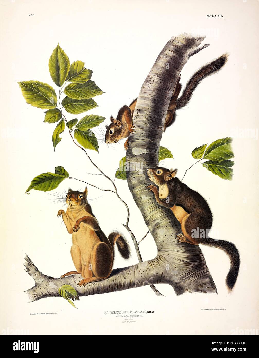 Plate 48 Douglass Squirrel  from The Viviparous Quadrupeds of North America, John James Audubon, Very high resolution and quality edited image Stock Photo