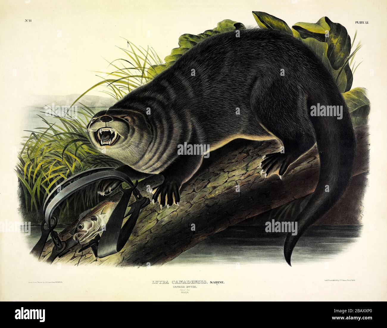 Plate 51 Canada Otter (Lutra Canadensis) from The Viviparous Quadrupeds of North America, John James Audubon, Very high resolution and quality edited Stock Photo