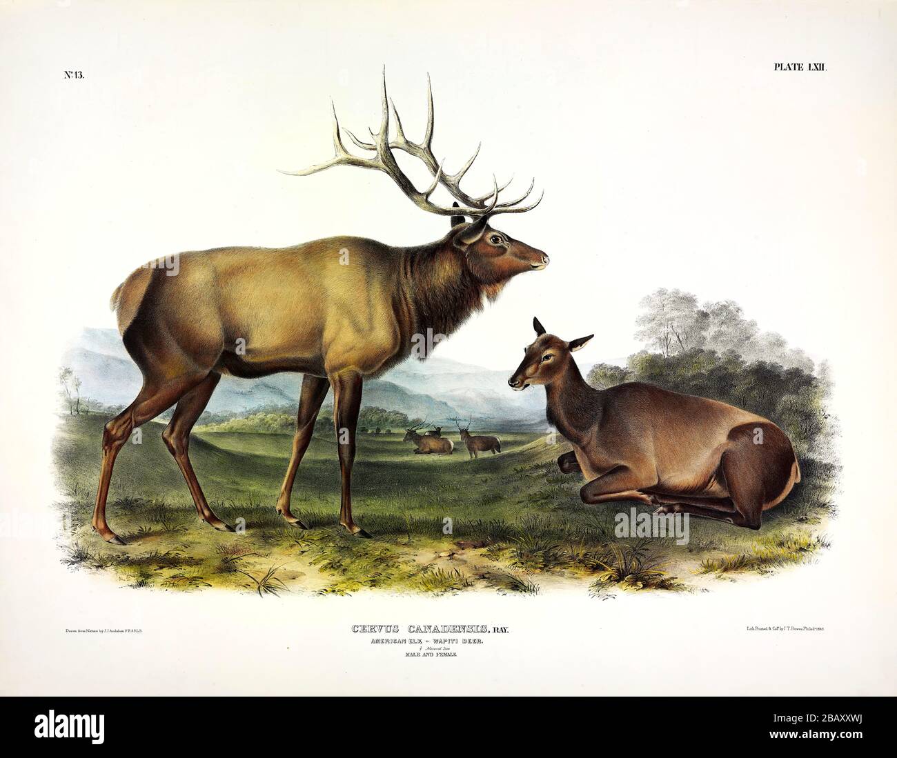 Plate 62 American Elk, Wapiti Deer (Cervus Canadensis) The Viviparous Quadrupeds of North America, John James Audubon, High resolution quality image Stock Photo