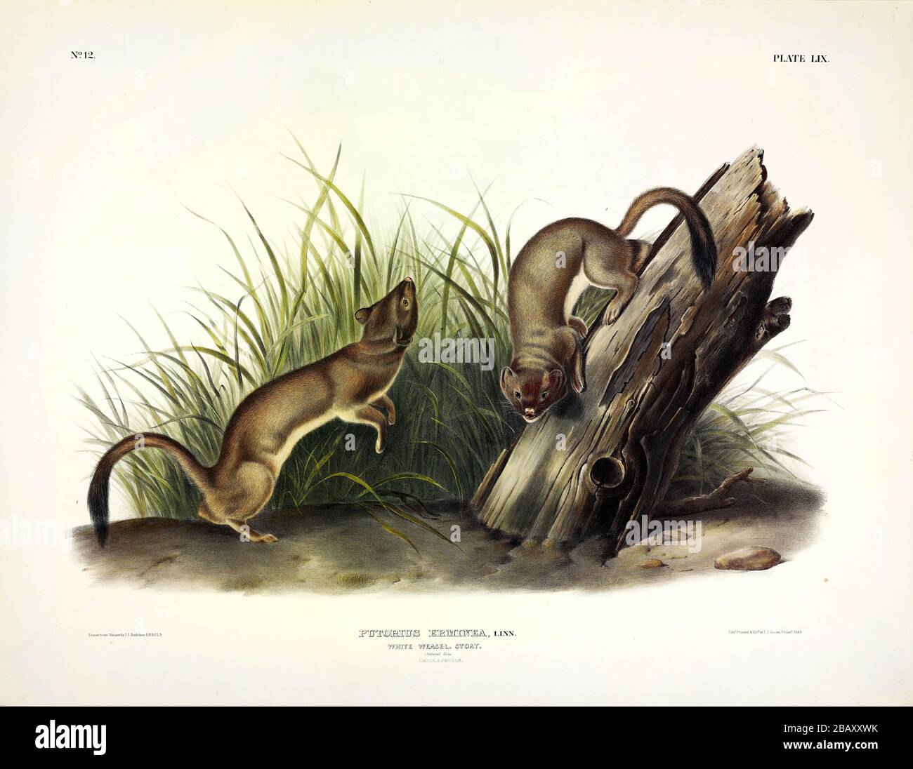 Plate 59 White Weasel Stoat Ermine Short tailed Weasel The 