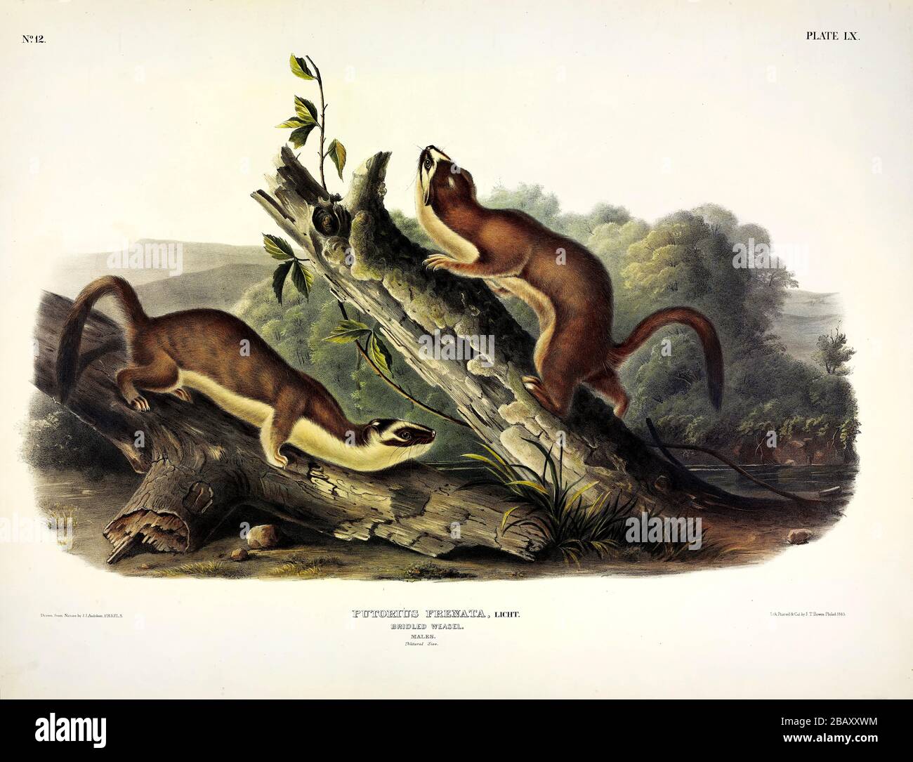 Plate 60 Bridled Weasel (Putorius Frenata) (Long-tailed Weasel) The Viviparous Quadrupeds of North America, John James Audubon, High resolution image Stock Photo