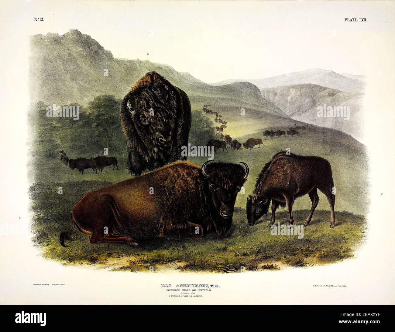 Plate 57 American Bison, female and young, from The Viviparous Quadrupeds of North America, John James Audubon, Very high resolution and quality image Stock Photo