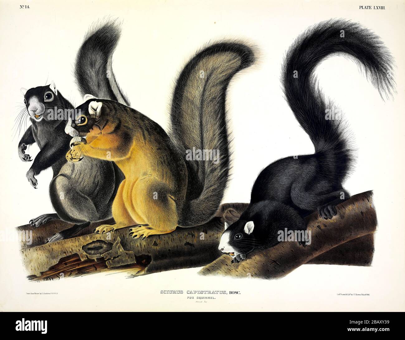 Plate 68 Fox Squirrel (Sciurus Capistratus) The Viviparous Quadrupeds of North America, John James Audubon, Very high resolution quality edited image Stock Photo