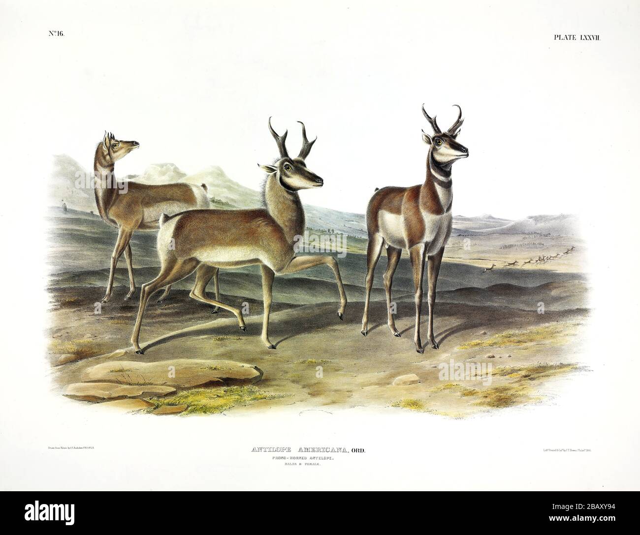 Plate 77 Prong-horned Antelope (Antilope Americana) (Pronghorn) The Viviparous Quadrupeds of North America, John James Audubon, High resolution image Stock Photo