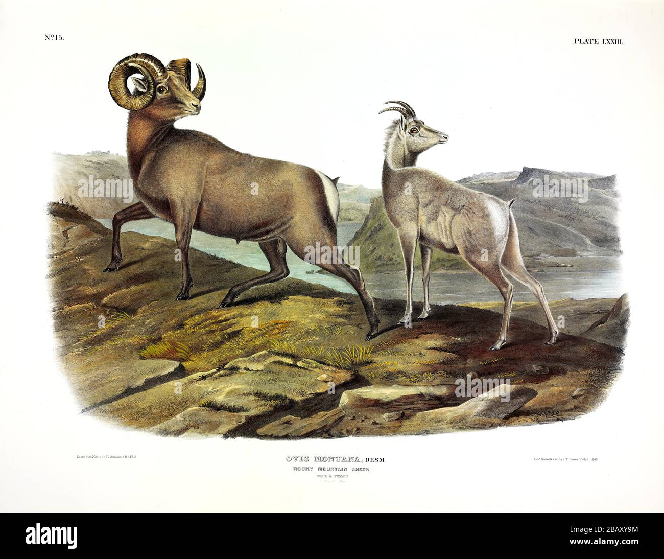 Plate 73 Rocky Mountain Sheep (Ovis Montana) (Bighorn) The Viviparous Quadrupeds of North America, John James Audubon, High resolution quality image Stock Photo