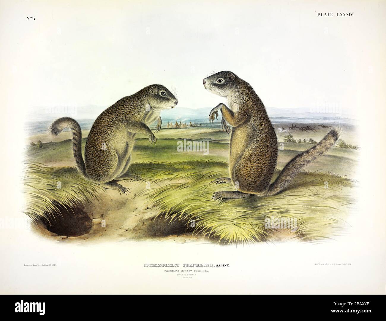 Plate 84 Franklin's Marmot or Ground Squirrel (Spermophilus Franklinii) The Viviparous Quadrupeds of North America John James Audubon, high resolution Stock Photo