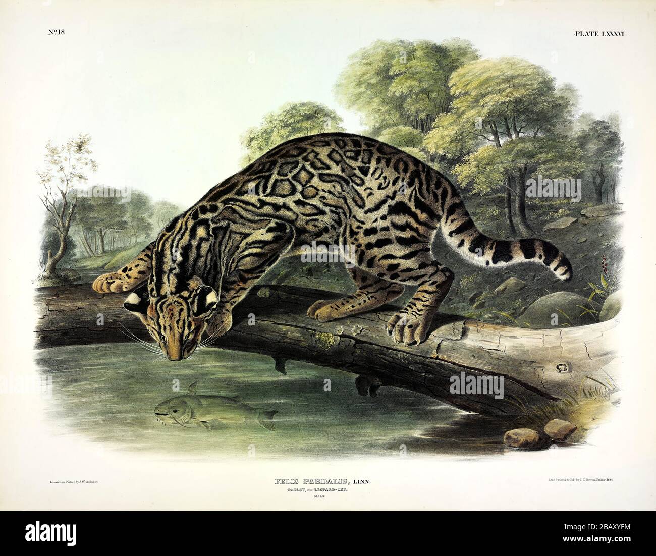 Plate 86 Ocelot, or Leopard Cat (Felis Pardalis) The Viviparous Quadrupeds of North America John James Audubon, Very high resolution and quality image Stock Photo