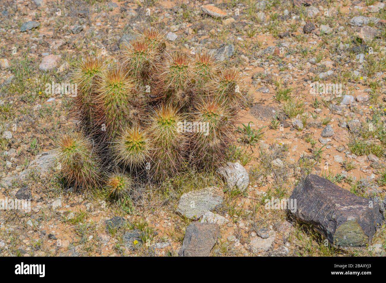 Devil Cholla (Grusonia Emory) cactus in Goodyear, Maricopa County, Arizona USA Stock Photo