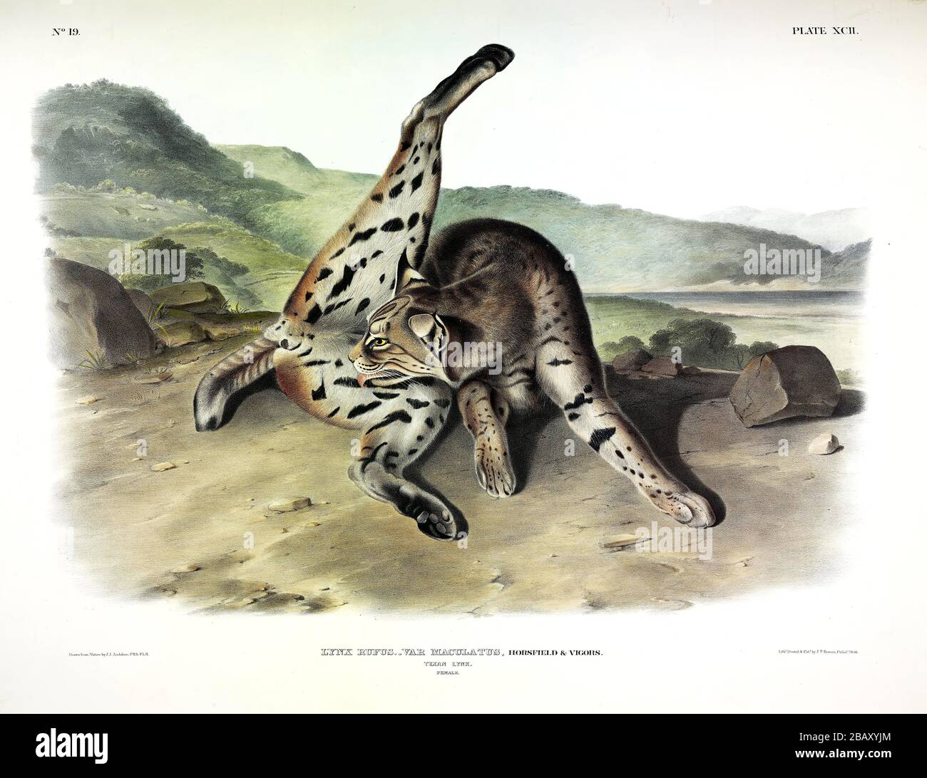 Plate 92 Texan Lynx, female (Lynx rufus maculatus) (Bobcat) The Viviparous Quadrupeds of North America, John James Audubon, Very high resolution image Stock Photo