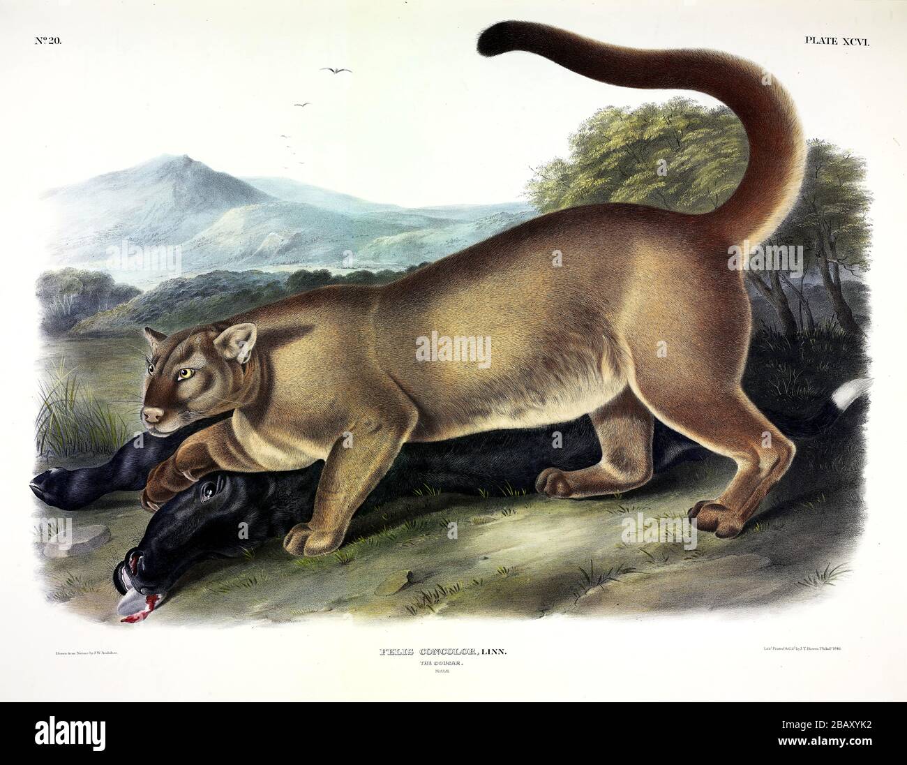 Plate 96 Cougar, male (Felis Concolor) from The Viviparous Quadrupeds of North America, John James Audubon, Very high resolution quality edited image Stock Photo