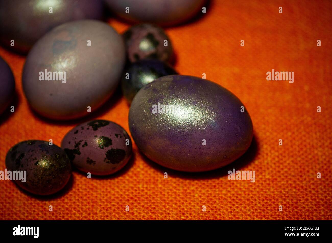 Colourful easter eggs. Colored eggs purple Stock Photo