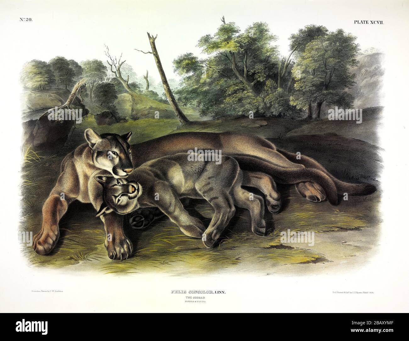 Plate 97 Cougar, female and young (Felis Concolor) The Viviparous Quadrupeds of North America, John James Audubon, Very high resolution quality image Stock Photo