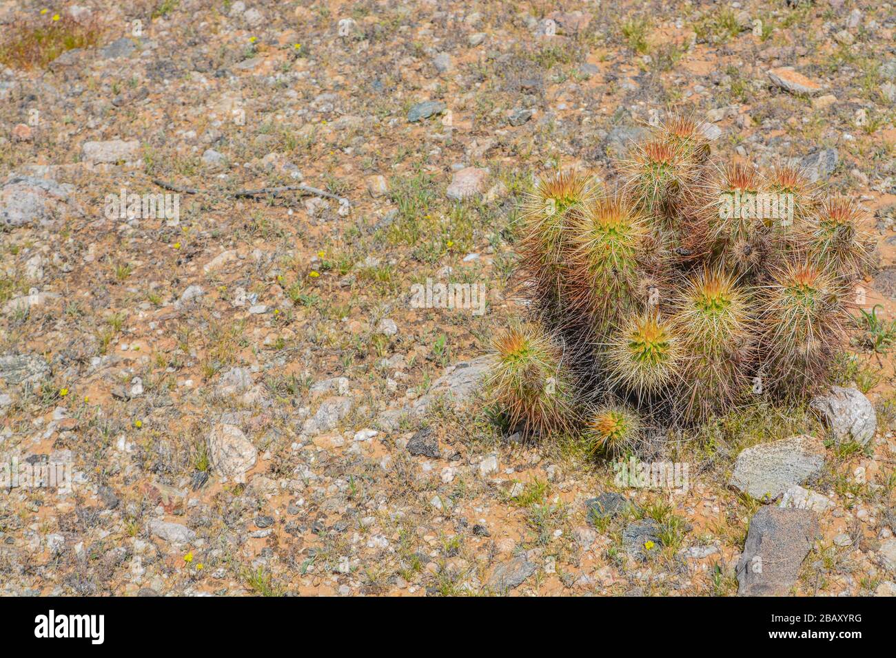 Devil Cholla (Grusonia Emory) cactus in Goodyear, Maricopa County, Arizona USA Stock Photo