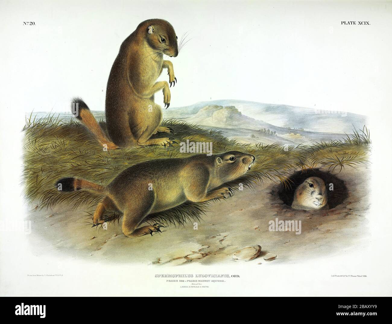 Plate 99 Black-tailed Prairie Dog from The Viviparous Quadrupeds of North America, John James Audubon, Very high resolution and quality edited image Stock Photo