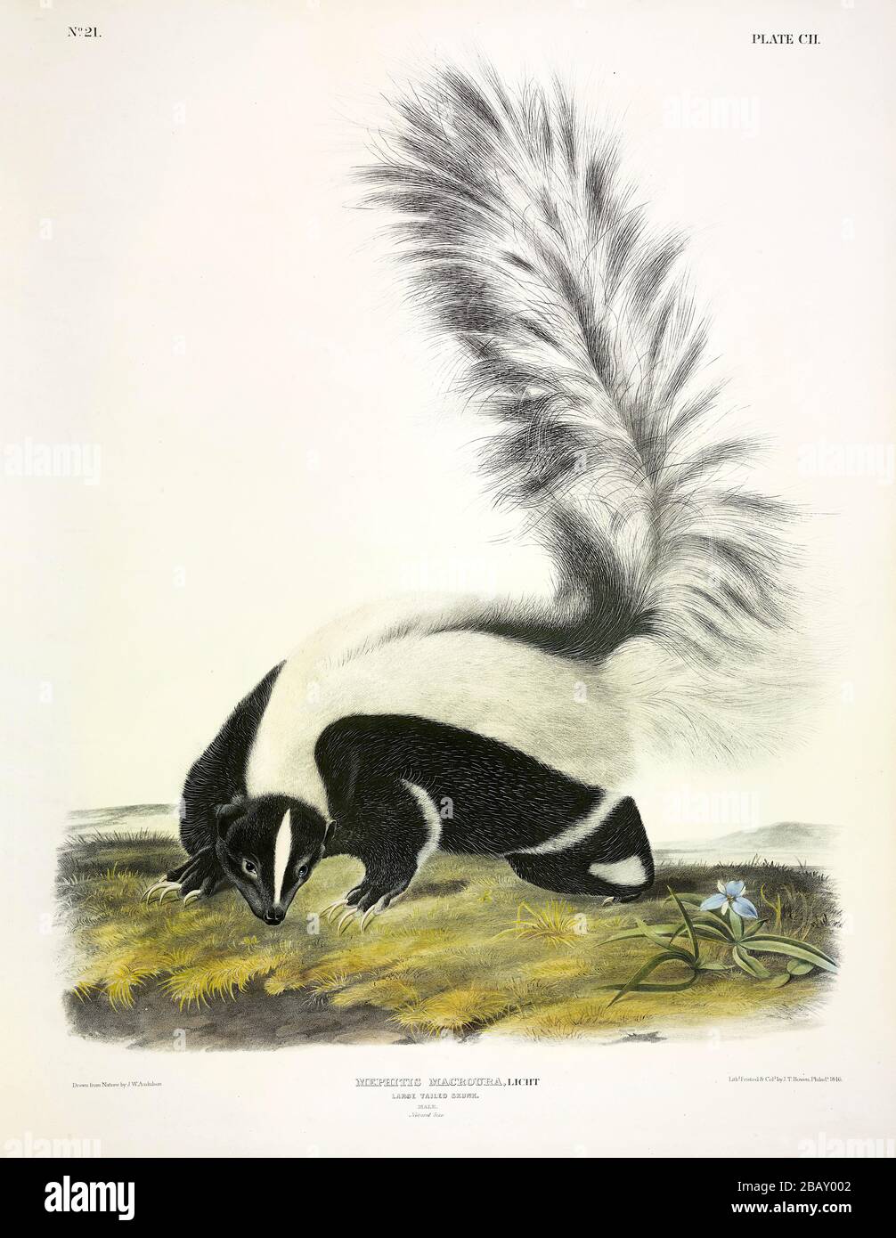 Plate 102 Large-tailed Skunk (Hooded Skunk) The Viviparous Quadrupeds of North America, John James Audubon, Very high resolution and quality image Stock Photo